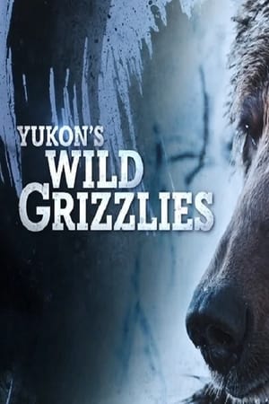 A Yukon vad grizzlymedvéi poszter