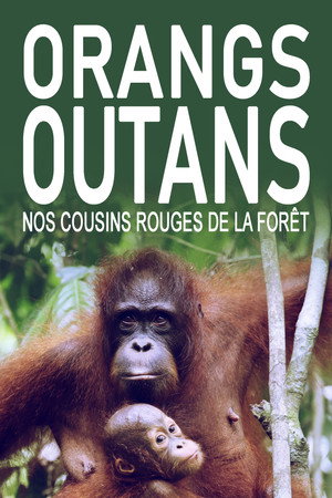 Orang-Utans - Borneos Waldmenschen poszter