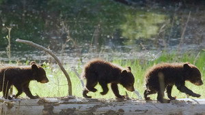 Mutual of Omaha's Wild Kingdom Protecting the Wild 1. évad Ep.11 11. epizód