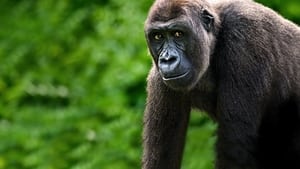 Gorillák vonzásában háttérkép