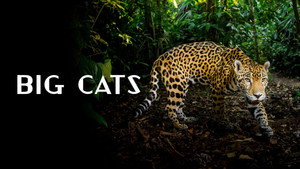 Big Cats kép