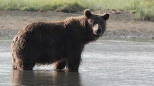 The Tracker's Diary: Bears of Katmai 1. évad Ep.4 4. epizód