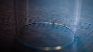 The Ant háttérkép