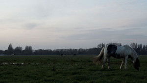 Port Meadow háttérkép