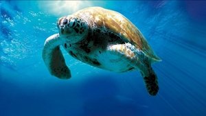 Turtle: The Incredible Journey háttérkép