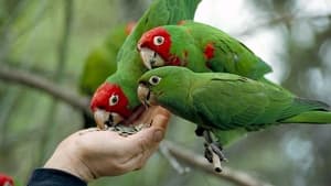 The Wild Parrots of Telegraph Hill háttérkép