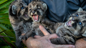 Everglades: A puma nyomában háttérkép