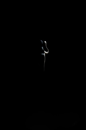 Scream: Short Film poszter