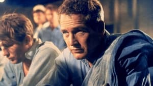 Paul Newman, l'intranquille háttérkép