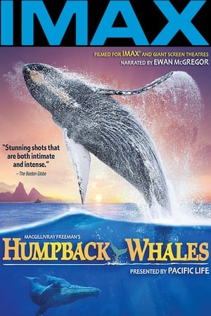 Humpback Whales poszter