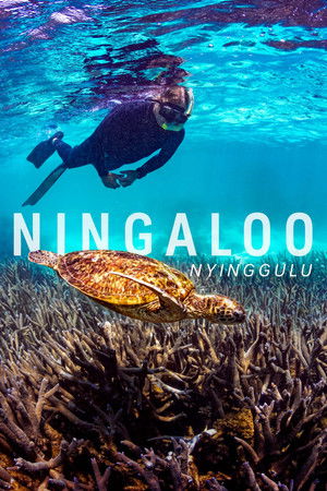 Ningaloo: Az ausztrál óceán csodája poszter