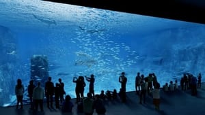 Nausicaa, le plus grand aquarium d'Europe háttérkép