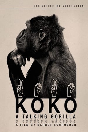 Koko, le gorille qui parle poszter