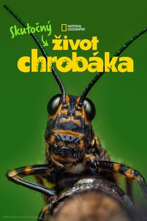 Egy igazi bogár élete poszter