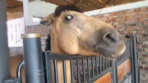 BoJack Horseman kép