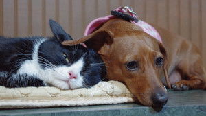 Unlikely Animal Friends 2. évad Ep.2 2. epizód