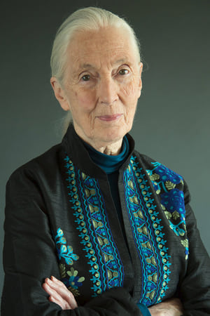 Jane Goodall profil kép