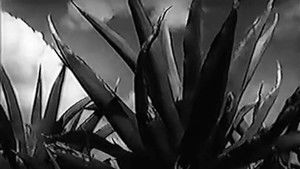 Magueyes háttérkép