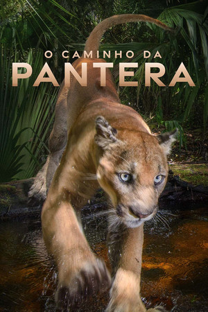 Everglades: A puma nyomában poszter