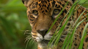 Jaguar: King of the Jungle háttérkép