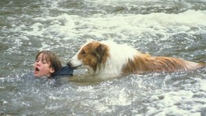 Lassie- Az igazi barát háttérkép