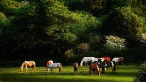 Voleurs de chevaux háttérkép