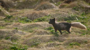 The Arctic Fox: Still Surviving háttérkép