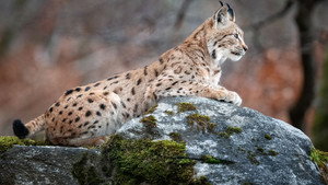 Sur la piste du lynx háttérkép