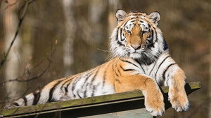 Tigre de Sibérie, seigneur sans frontières háttérkép