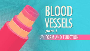 Crash Course Anatomy & Physiology 1. évad Ep.27 27. epizód