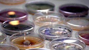 The Kingdom: How Fungi Made Our World háttérkép