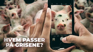Hvem passer på grisene? háttérkép