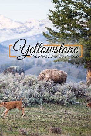 Yellowstone Live poszter