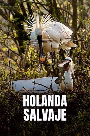 Holland: Natuur in de Delta poszter