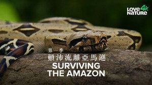 Surviving the Amazon kép