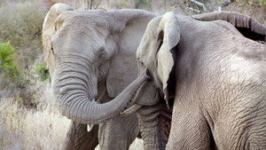 Animals in Love 1. évad Ep.1 1. epizód