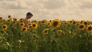 Sunflower háttérkép