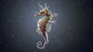The Seahorse Trainer háttérkép