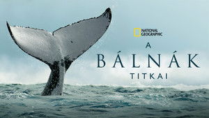 A bálnák titkai kép