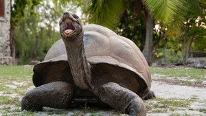 Aldabra: Byl jednou jeden ostrov háttérkép