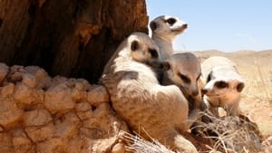 Clan of the Meerkat háttérkép