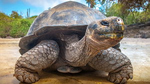 Galapagos kép