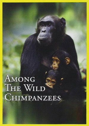 Among the Wild Chimpanzees poszter