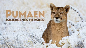 Pumas: Legends of the Ice Mountains háttérkép