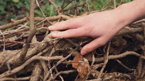 Wood Screw háttérkép