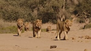 Die Wüstenlöwen der Namib - Aufbruch und Wiederkehr háttérkép