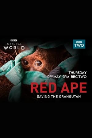 Red Ape: Saving the Orangutan poszter