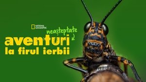 Egy igazi bogár élete kép