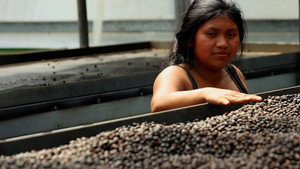 Les maîtres du café háttérkép