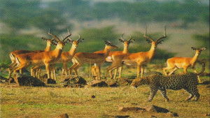 Natural Killers Predators Close Up: Kalahari Supercat háttérkép